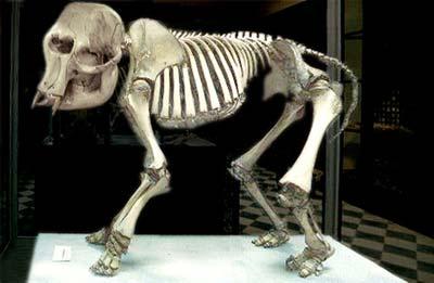 Prehistoric pygmy elephant, discovered in Għar Dalam