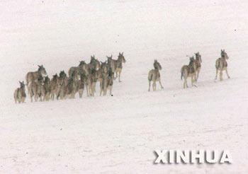 Currently, Ke Ke Xi Li Nature Reserve Administration Bureau is going all out to mobilize the masses to protect the wild animals.