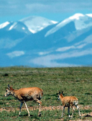 a tibetan antelope with her baby, photo from xinhua, august 21.